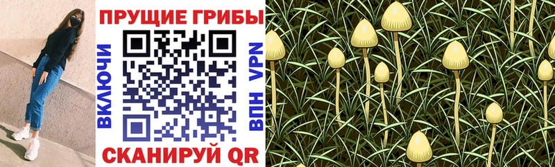 Псилоцибиновые грибы GOLDEN TEACHER  Козьмодемьянск 